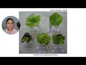 Aplicaciones foliares de Trichoderma spp