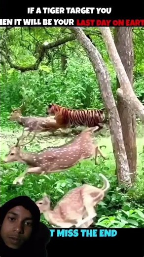 King of lion #funny #and #animals