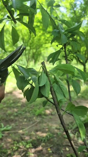Easy Plum Tree Pruning Guide for Beginners#PlumPruning #PlumTree #PruningTips #FruitTreeCare