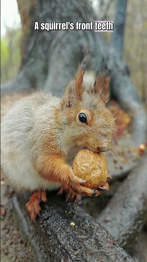 Why This Squirrel HAS To Destroy This Nut 🐿️