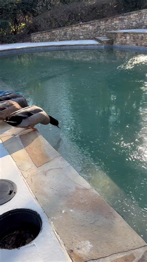 Duck in Metal Bowl — Funny Pet Duck Video