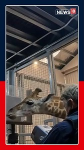Veterinarians had their hands full getting X-rays from an energetic three-month-old giraffe, Tambi, and his mom, Nakuru. While Nakuru stayed calm for her dental check-up, little Tambi zoomed happily around the enclosure. Despite the chaos, vets got great X-rays and confirmed Tambi’s still sporting his adorable baby teeth. Credits: Zoos Victoria via Storyful #MelbourneZoo #Parkville #Victoria #Australia #Giraffe #Animals #Nature | News18