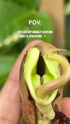 #pov : you are my mango seedling that is sprouting 🥭 🌱