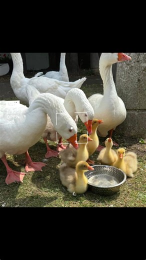 Geese of March on TikTok