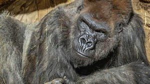 Gorillas test positive for COVID-19 in US zoo