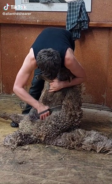 Just another day at the office #sheep #shearing #sheepshearing #bladeshearing #farmlife #sheepoftiktok #shearingiscaring #fyp #newzealand
