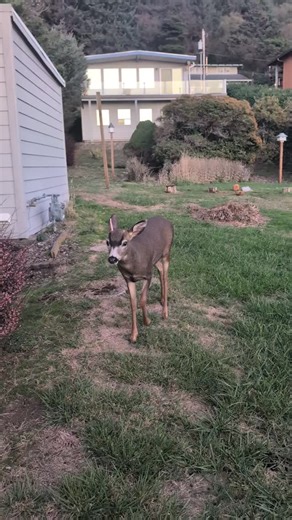 Rented a house in Lincoln City Oregon and the owners had a salt lick in the back yard. 4-5 Deer slept in the back yard which was located in a crowded neighborhood of other rentals. While the deer were beautiful and fun to watch, I am not sure how I feel about it. I am not sure where the closest legal hunting unit was in relationship to the house but there were many roads. I would hate for the deer to be hurt or killed by the humans it no longer fears. What are your thoughts? #deer #feedingtime #