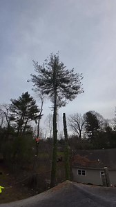 48K views · 727 reactions | #Repost from @craigstree_service . Timelapse Tuesday. Bunch of removals. @baileysonline #treeremoval #treecarebusiness #timelapse #arboristsofinstagram #arblife #treeclimber #trees #felling #faller | Bailey's Outdoor Power Equipment | Facebook