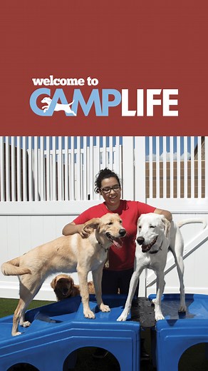 Welcome to CampLife. Where joy lives. Every. Single. Day. Camp Bow Wow is a special sanctuary where every day's goal is refreshingly simple – making Happy Campers. You. Your dog. And even us too. Because we love your dog just like you do. | Camp Bow Wow