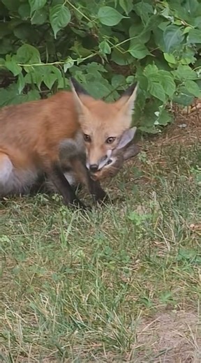 #fox #rabbit #eating #predator #prey #wildlife #nature #lifedonecheap