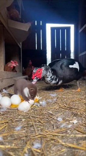 Muscovy Duck Defends Coop From Weasel Attack