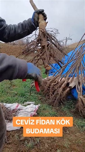 How to Prune Walnut Sapling Roots? The Best Method!