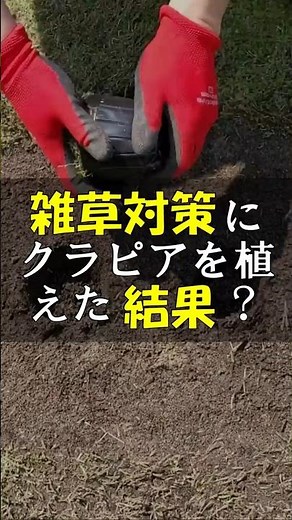 I planted Kurapia to control weeds in the garden, but what is the result? #Shorts