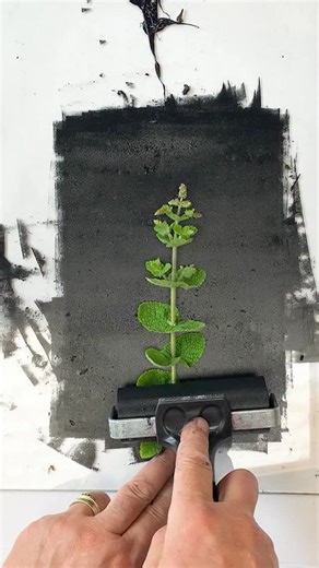 🌿Monoprinting Mint (Mentha spicata) 💚 It contains rosmarinic acid, a powerful antioxidant and anti-inflammatory compound, making it widely valued for its health benefits. Mint is often used to aid digestion, relieve headaches, and ease congestion. Small studies also suggest it may help alleviate symptoms of irritable bowel syndrome (IBS). The leaves of mint are also considered a brain tonic, believed to enhance alertness and cognitive function. Packed with vitamins and antioxidants, it support