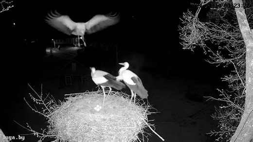 Berepült egy betolakodó a gólyapár fészkébe, hihetetlen jelenetet rögzített utána a kamera | Sokszínű vidék