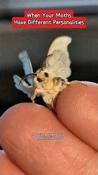 Rehashing old memories of my #moths