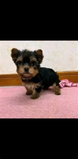 message us now if interested free puppies � #PuppiesForAdoption #AdoptAPuppy #ForeverHomeNeeded #RescuePuppies #PuppyAdoption puppies for adoption loving forever homes healthy playful puppies ready for adoption family-friendly puppies rescued and rehomed puppies adopt a puppy today cute puppies available puppy adoption center find your new best friend | Free Yorkie puppies