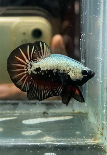 Exploring the Plakat Black Red Samurai Betta