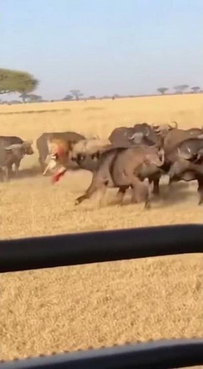 Lion Attacks WRONG Herd! 🔥 사자가 잘못된 무리 🔥 ライオン間違った群れ #viral #buffalo #wildlife