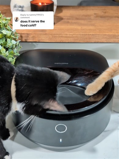 Optimize Your Cat's Feeding with Polar Feeder