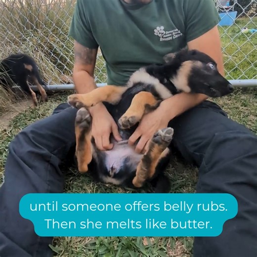 3.1K views · 68 reactions | Big News from the Puppy Crew!  Zoey and...