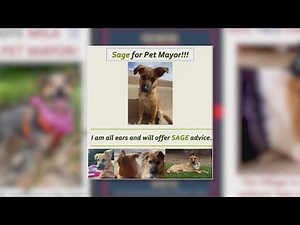 Votes turned in for Corrales pet mayor