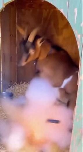 Goat’s Great Escape”