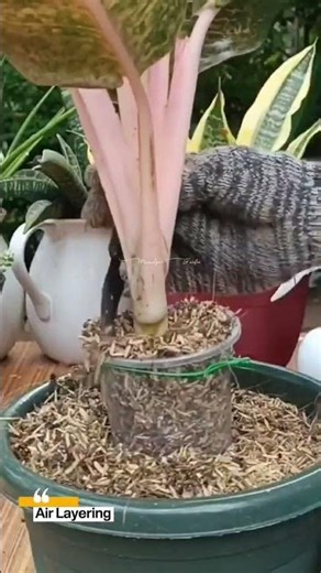 Aglaonema Propagation technique #airlayering #homegardening #usefultips