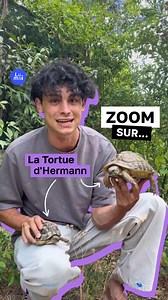 Avec @dexplo_nature, on te parle des toutes dernières tortues terrestres de France métropolitaine. Prépare-toi à être fasciné(e) ! 🐢 | Lumni.fr