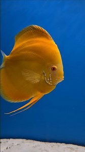 Just the most BEAUTIFUL discus fish #aquarium #fish