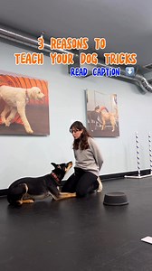 19 reactions | 3 reasons to try tricks with your dog: ---- 1. It’s an amazing mental and physical outlet! 2. Learning tricks will help boost your (and your dog’s) confidence. 3. You’ll look cool as heck. ---- At Zoom Room we offer a TRICKS class where dogs of all breeds, sizes, and ages + their handlers can learn to do some pretty cool stuff. What’s something you’d like to teach your dog how to do? | Zoom Room Dog Training | Facebook