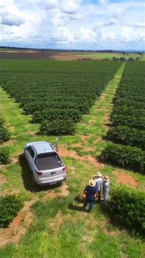 What Coffee Plants Really Look Like!