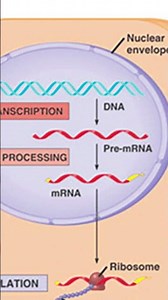 Transcription and translation explained simply! #biology #teacher #genetics