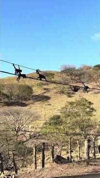 LOS FAMOSOS CONGOS DE TILARÁN NOS REGALAN UNA POSTAL INOLVIDABLE