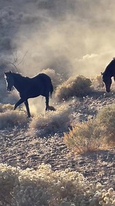 Dust in the wind… | Wild Horse Connection