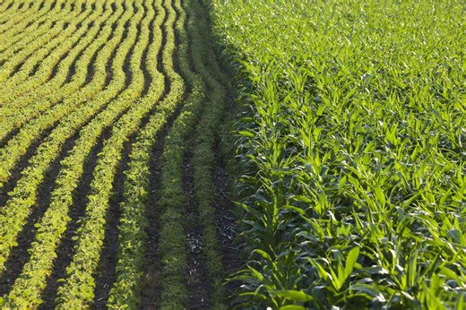 USDA Cuts Corn and Soy Production More Than Expected