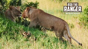 Lions In Long Grass: Camouflage And Stealth In African Hunting