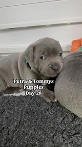 Day 28 - The puppies have been pooped out today after a long busy day yesterday meeting all their new pawrents, it’s been a day of eat, sleep and recuperate 😍🥰😍😴 🐾🐾🐾🐾🐾🐾🐾🐾🐾🐾🐾 #puppys #staffy #staffypuppy #staffypup #staffypuppies #staffypups #staffpups #staffpuppy #staffpuppies #staffpup #staffiepuppy #staffiepup #staffiepuppies #staffiepups #bluestaffypuppy #bluestaffypup #staffordshirebullterrierpuppy #staffordshirebullterrierpuppies #staffordshirebullterrier #bluestaffypuppy #bl