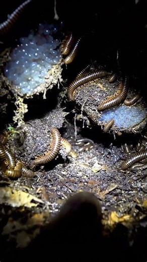 Millipede POV tunneling through wet soil #millipede #shorts