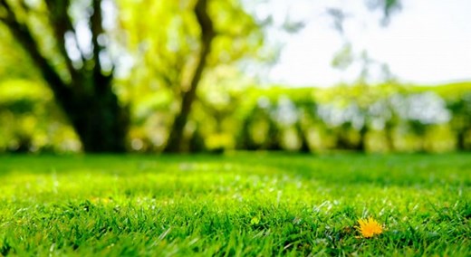 Quel engrais utiliser pour avoir une belle pelouse pour le printemps ?