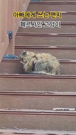 Persian cat #naturedocumentary #straycatrescue