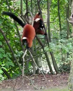 2.1K views · 137 reactions | Up, up and away!  The red ruffed lemurs at Dublin Zoo effortlessly leap between the trees in their habitat, in an impressive display of their acrobatic skills. Visit them at Dublin Zoo and you might catch them in action! | Dublin Zoo | Facebook