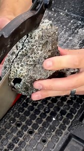 Crazy botryoidal Agatized Coral cut open! | Taylor’s Rocksmithery