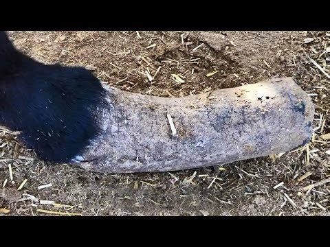 Long donkey feet! It's so satisfying to see it broken into two pieces with one cut! Unfortunately