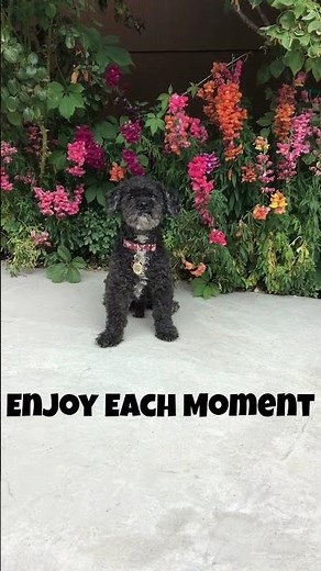 rescue cockapoo enjoys each moment