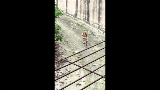 Underweight tiger staggering around enclosure at Chinese zoo sparks concerns