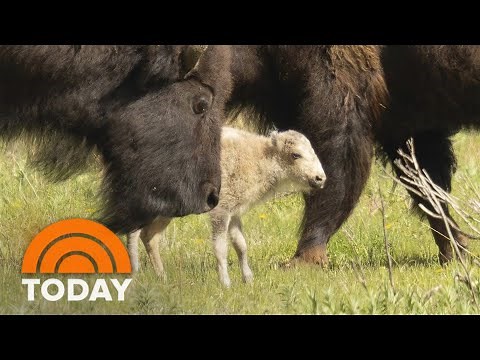 Indigenous tribes celebrate birth of white buffalo in Yellowstone