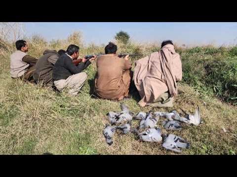 PIGEON HUNTING | JANGLI KBOOTER KA SHIKAR | ROCK PIGEON | OUTDOOR COOKING #pigeonhunting