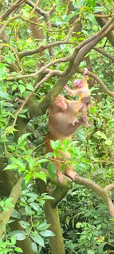 3.1M views · 10K reactions |  Funny & Adorable  Baby Monkeys Daily Life Videos 2022  #reels #monkey #animals #viral | Daily Interesting Stories | Facebook