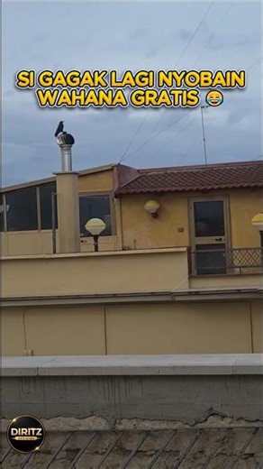 Crow Spinning on Ventilator 😳🐦 Moment You Won’t Believe! #fypシ #fypyoutube #shortvideo #shorts